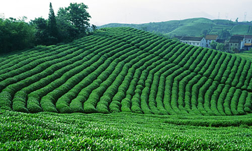 開古茶葉加盟