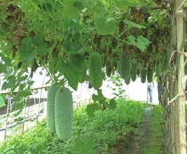 頤康蔬果園加盟