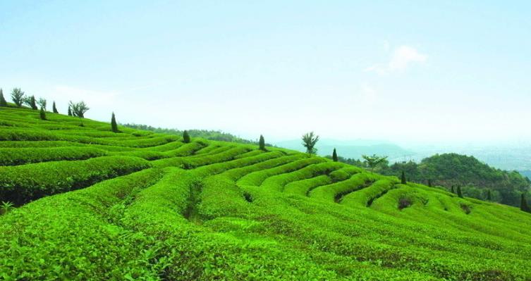 萃取新鮮茶山