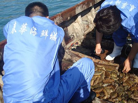 春華海鮮城加盟