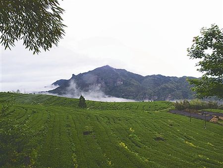 隆合茶業(yè)加盟