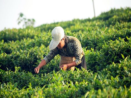 富硒茶葉加盟