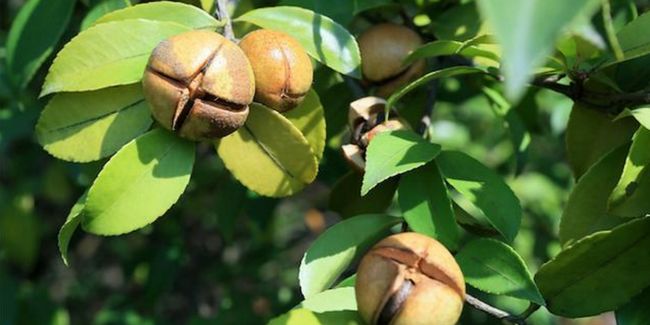 千諾拉茶油加盟優(yōu)勢