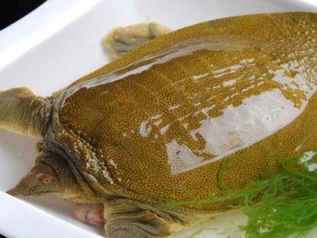 大甲魚加盟