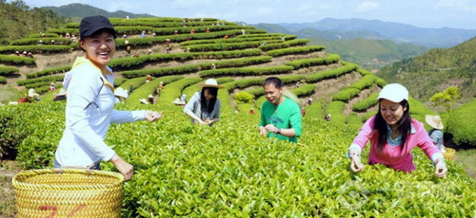 雪峰農(nóng)場(chǎng)茶葉加盟