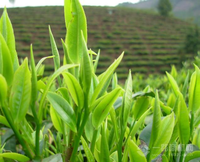 濟(jì)茂堂茶業(yè)加盟